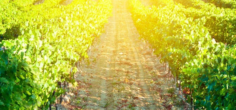 wineverse_wlog_il-senso-del-vino_header