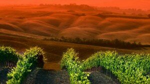 wineverse_wlog_ludovica-mazzuccato_troppi-pampini-2