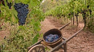 wineverse_wlog_elisabetta-tosi_quante-uve-in-italia