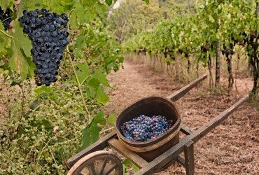 wineverse_wlog_elisabetta-tosi_quante-uve-in-italia