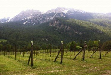 wineverse_wlog_elisabetta_tosi_vigna_più_alta_d'Europa_header
