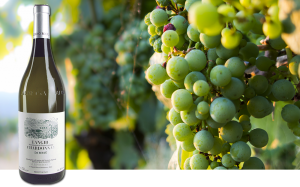 wineverse_wlog_ivano-antonini_chardonnay-da-bertu-albino-rocca_header