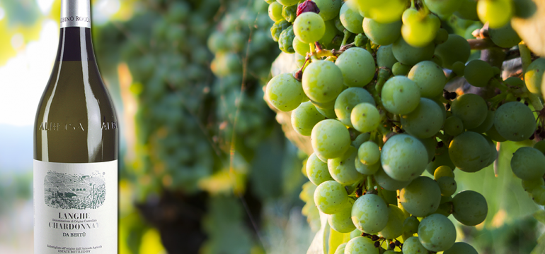 wineverse_wlog_ivano-antonini_chardonnay-da-bertu-albino-rocca_header