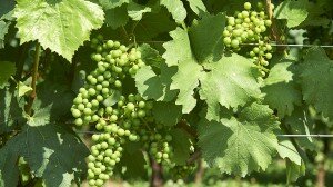 wineverse_wlog_ivano-antonini_franciacorta-1709_header