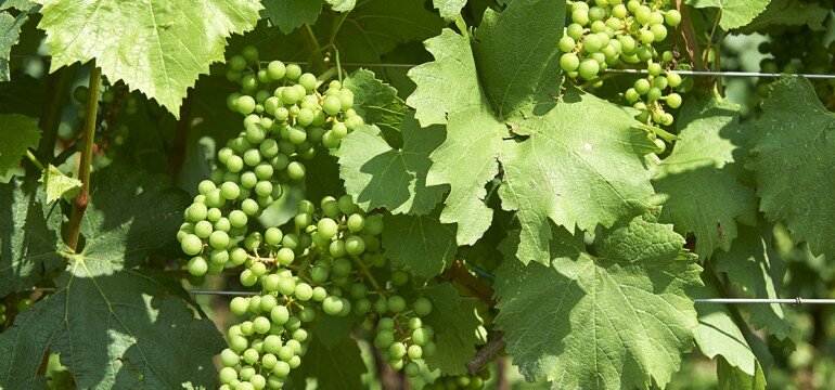wineverse_wlog_ivano-antonini_franciacorta-1709_header