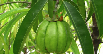garcinia cambogia dimagrire