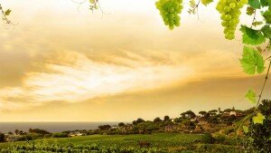 wineverse_wlog_enrica-bozzo_vermentino_vitigno_mare