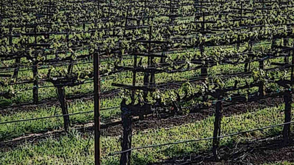 wineverse_wlog_ludovica-mazzuccato_vigna_d'aprile_header