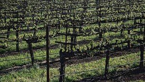 wineverse_wlog_ludovica-mazzuccato_vigna_d'aprile_header