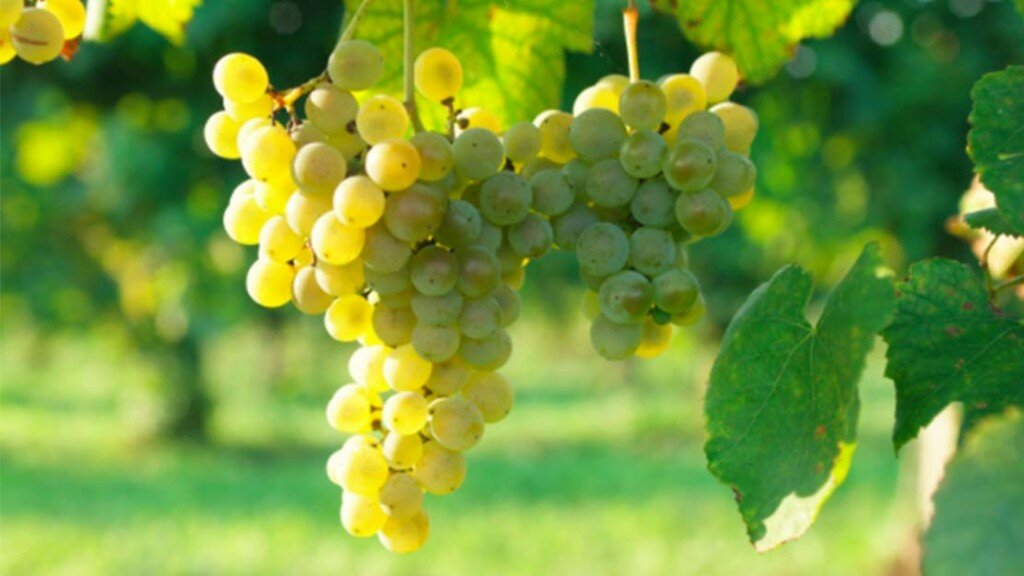 wineverse_wlog_enrica-bozzo_storia_vitigno_friulano_tocai_header