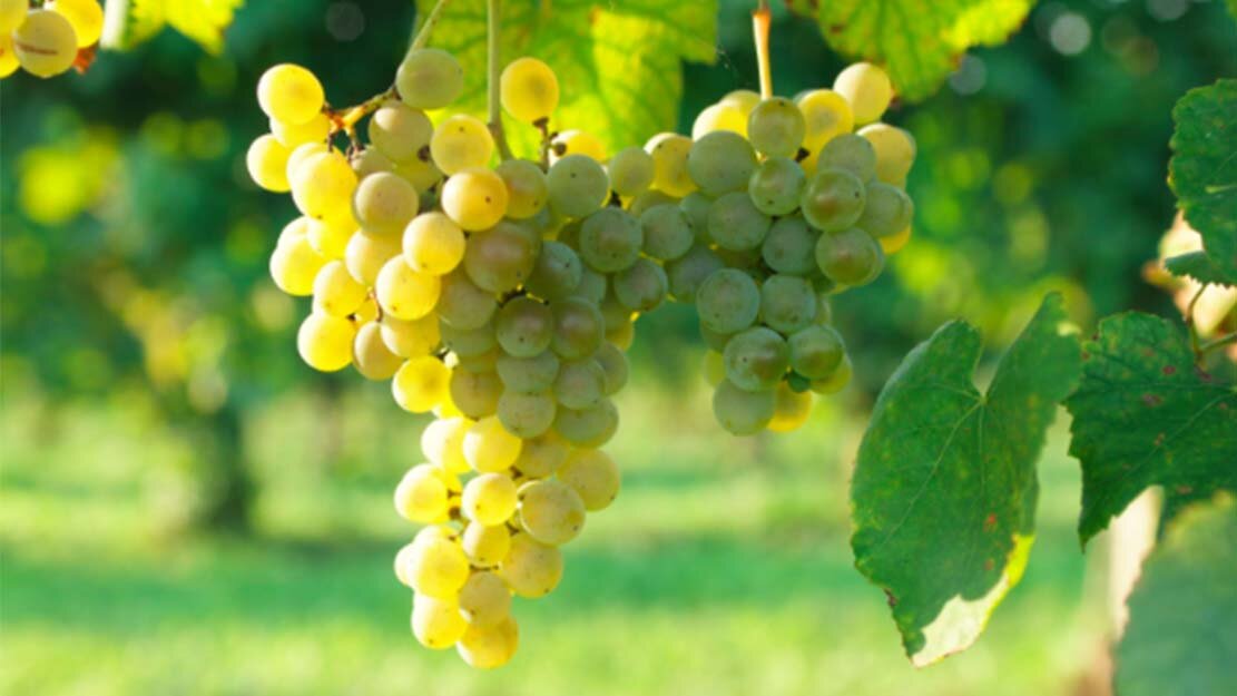 wineverse_wlog_enrica-bozzo_storia_vitigno_friulano_tocai_header