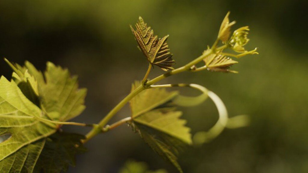 wineverse_wlog_ludovica-mazzuccato_silenziosa_metamorfosi_header