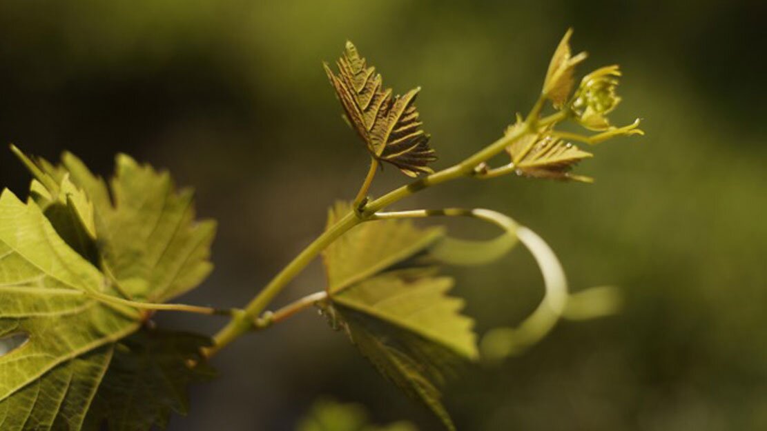 wineverse_wlog_ludovica-mazzuccato_silenziosa_metamorfosi_header