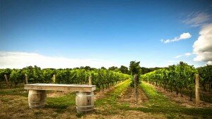 wineverse_wlog_vino_biologico_che-cos'è_header
